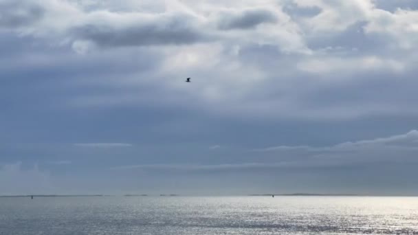 Pájaro Gaviota Volando Sobre Mar — Vídeo de stock