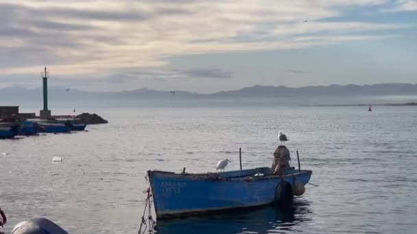 Aves Gaivotas Pequeno Barco Pesca Porto — Vídeo de Stock