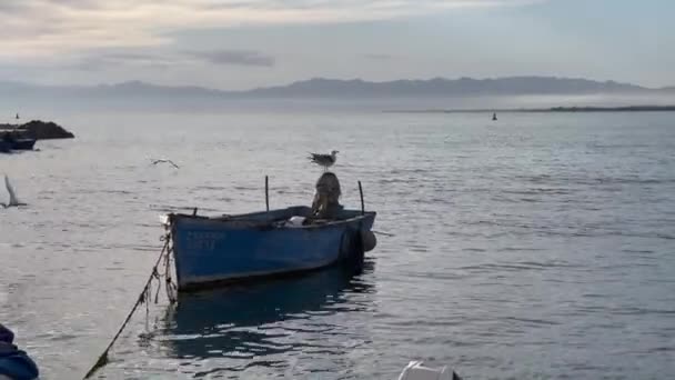 港の小さな漁船の上に立つカモメの鳥 — ストック動画