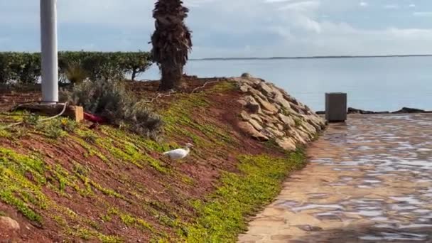 Sapi Burung Egret Berjalan Taman Umum — Stok Video