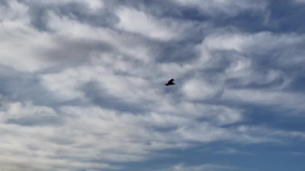 Slow Tracking Footage Seagull Bird Flying Blue Sky Background — Wideo stockowe