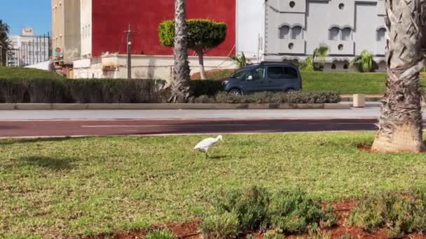 Cattle Egret Bird Walking Public Park — Stock Video