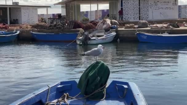 Γλάρος Πουλί Στέκεται Ένα Μικρό Αλιευτικό Σκάφος Ένα Λιμάνι — Αρχείο Βίντεο