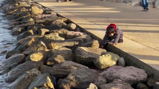 Little Boy Taking Seaweed Plant Rocks Seaside — Stockvideo