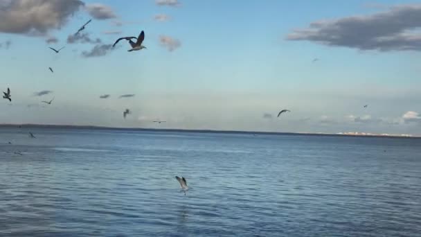 Flock a seagull madarak repül át a tengeren