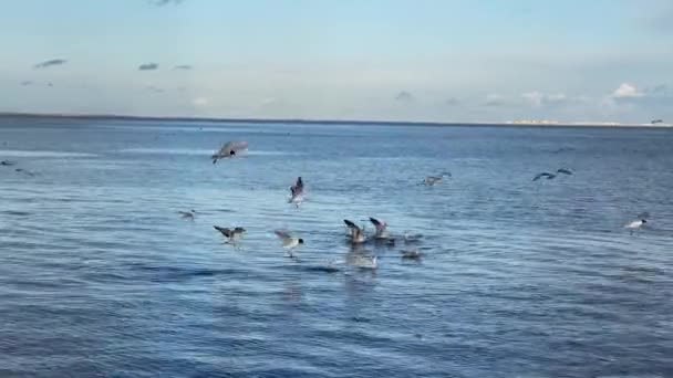 Stado Ptaków Seagull Lotu Nad Morzem — Wideo stockowe