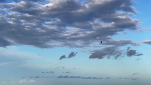 Птица Чайки Летит Над Морем — стоковое видео
