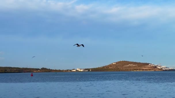 Seagull Bird Flying Sea — Stock Video