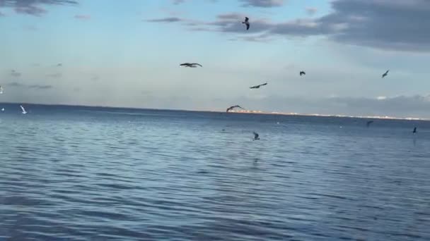 Vogelschwarm Möwe Fliegen Über Das Meer — Stockvideo