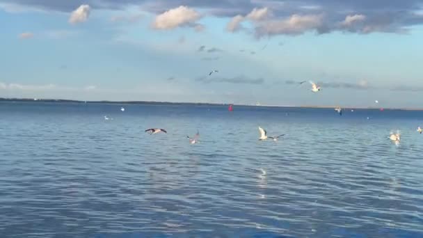 Зграя Чайок Птахів Літають Над Морем — стокове відео