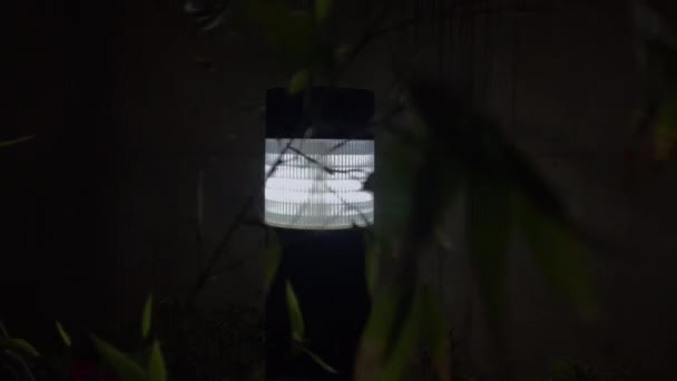 Растение Движется Ветру Перед Световой Лампой Открытом Воздухе Ночью — стоковое видео