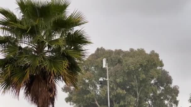 Сильний Дощ Декількома Деревами Задньому Плані — стокове відео