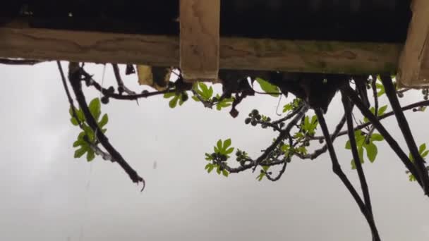 Footage Figs Tree Rainy Day — Stockvideo