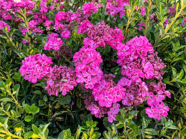 Bahçede pembe gül çiçekleri