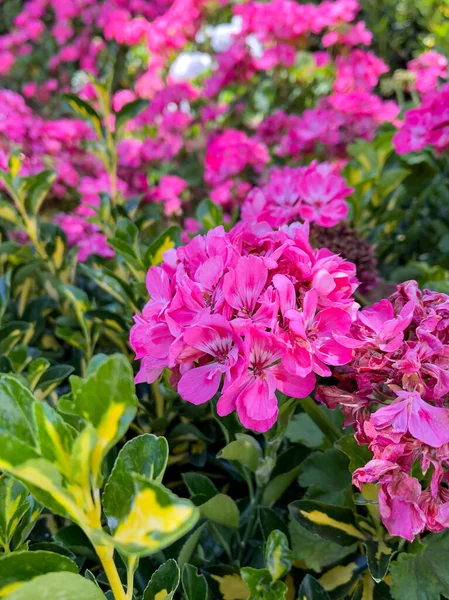 Bahçede pembe gül çiçekleri