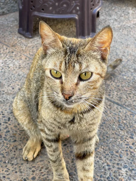 Gato Rua Sentado Sozinho Rua — Fotografia de Stock