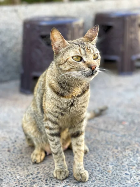 Street Cat Sitting Alone Street —  Fotos de Stock