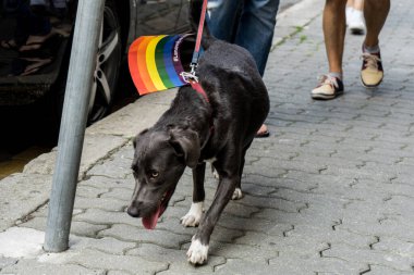 Avrupa 'da gökkuşağı bayraklı LGBTQ + topluluğu için eşit haklar için yürüyen insanlar