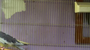 Sarı kokteyl papağanı küçük bir kafeste.