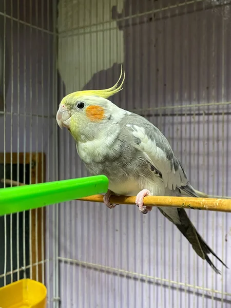 Amarillo Loro Cóctel Dentro Una Jaula Pequeña — Foto de Stock