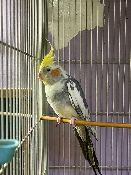 Sarı Kokteyl Papağanı Küçük Bir Kafeste — Stok fotoğraf