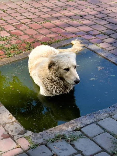Pis bir yağmur birikintisinde dinlenen sokak köpeği.