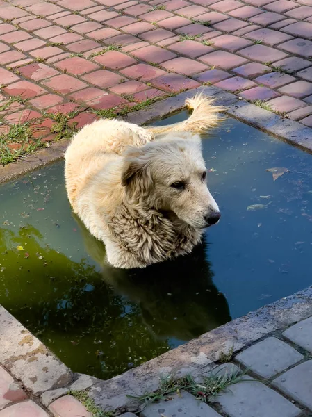 Street Dog Relaxing Dirty Rain Puddle — Stock Photo, Image