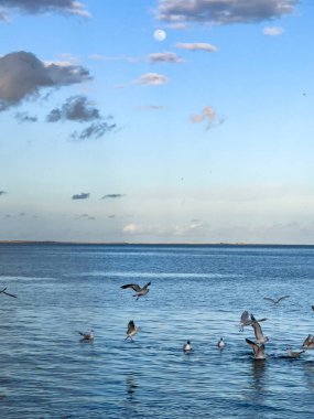 Denizin üzerinde uçan martı Kuşlar sürüsü