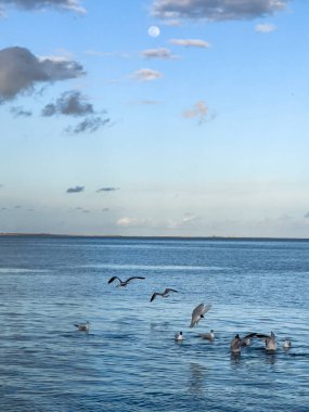 Denizin üzerinde uçan martı Kuşlar sürüsü