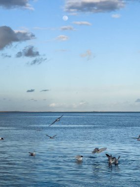 Denizin üzerinde uçan martı Kuşlar sürüsü