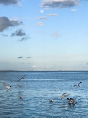 Denizin üzerinde uçan martı Kuşlar sürüsü