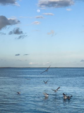 Denizin üzerinde uçan martı Kuşlar sürüsü