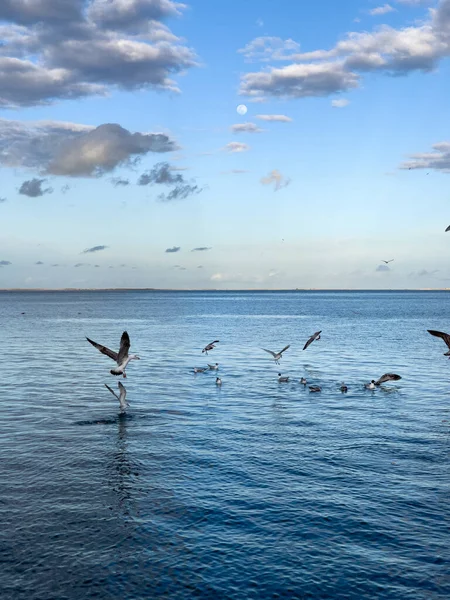 Bandada Pájaros Gaviota Volando Sobre Mar — Foto de Stock