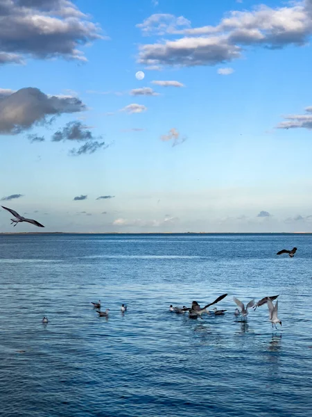 Vogelschwarm Möwe Fliegen Über Das Meer — Stockfoto
