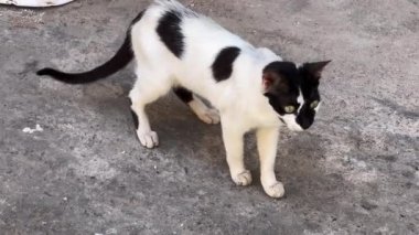 Kedi sesleriyle miyavlayan sokak kedisi.