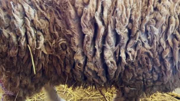 Single Sheep Breathing Slowly Indoors — Stok Video