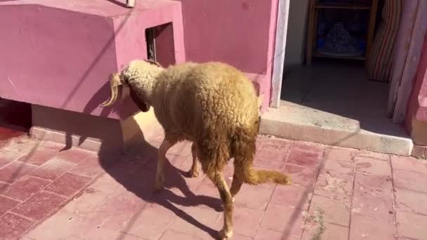 Single Sheep Bleating While Trying Escape — 图库视频影像