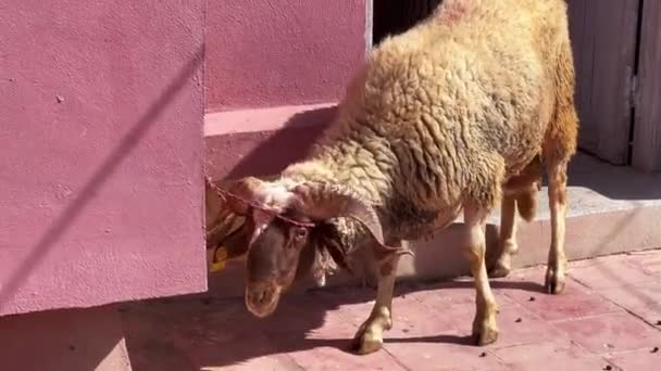 Single Sheep Bleating While Trying Escape — Αρχείο Βίντεο