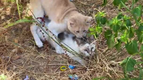 Obdachlose Katzen Beim Liebesspiel Freien — Stockvideo