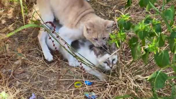 Obdachlose Katzen Beim Liebesspiel Freien — Stockvideo