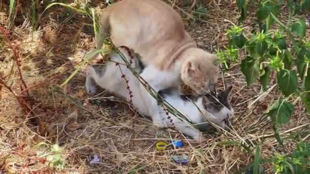 Homeless Cats Making Love Outdoors — Stock Video