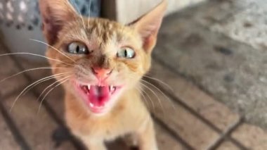 Sokak kedisi sokakta oynuyor.