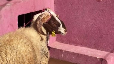 Single sheep bleating while trying to escape