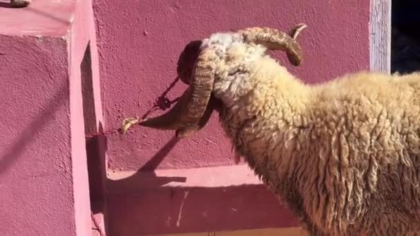 Single Sheep Bleating While Trying Escape — ストック動画