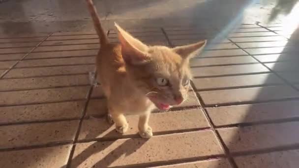 Street Kitty Playing Street — Stockvideo