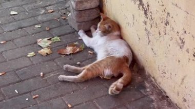 Street cat laying down outside