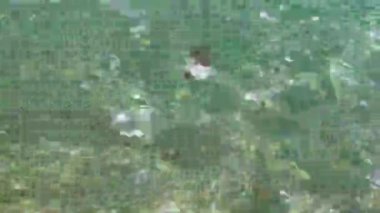 Jellyfish swimming on the mediterranean seashore
