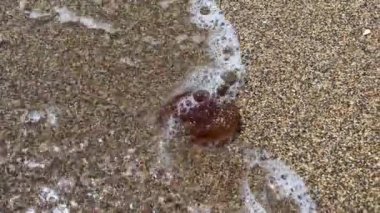 Brown jellyfish on a sandy beach