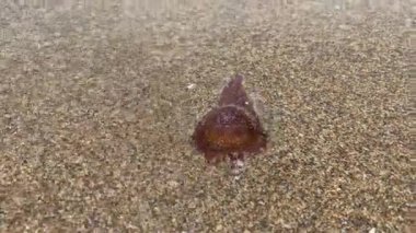 Brown jellyfish on a sandy beach