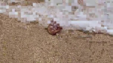 Brown jellyfish on a sandy beach